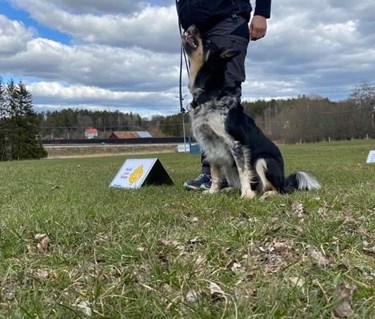 Border collie som utför ett moment i rallylydnad