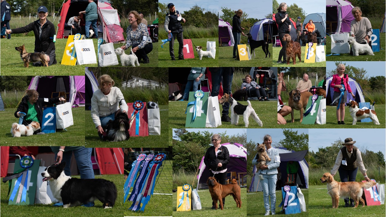 Bilder på finalister och vinnare Utställning Trelleborgs Brukshundklubb 2025