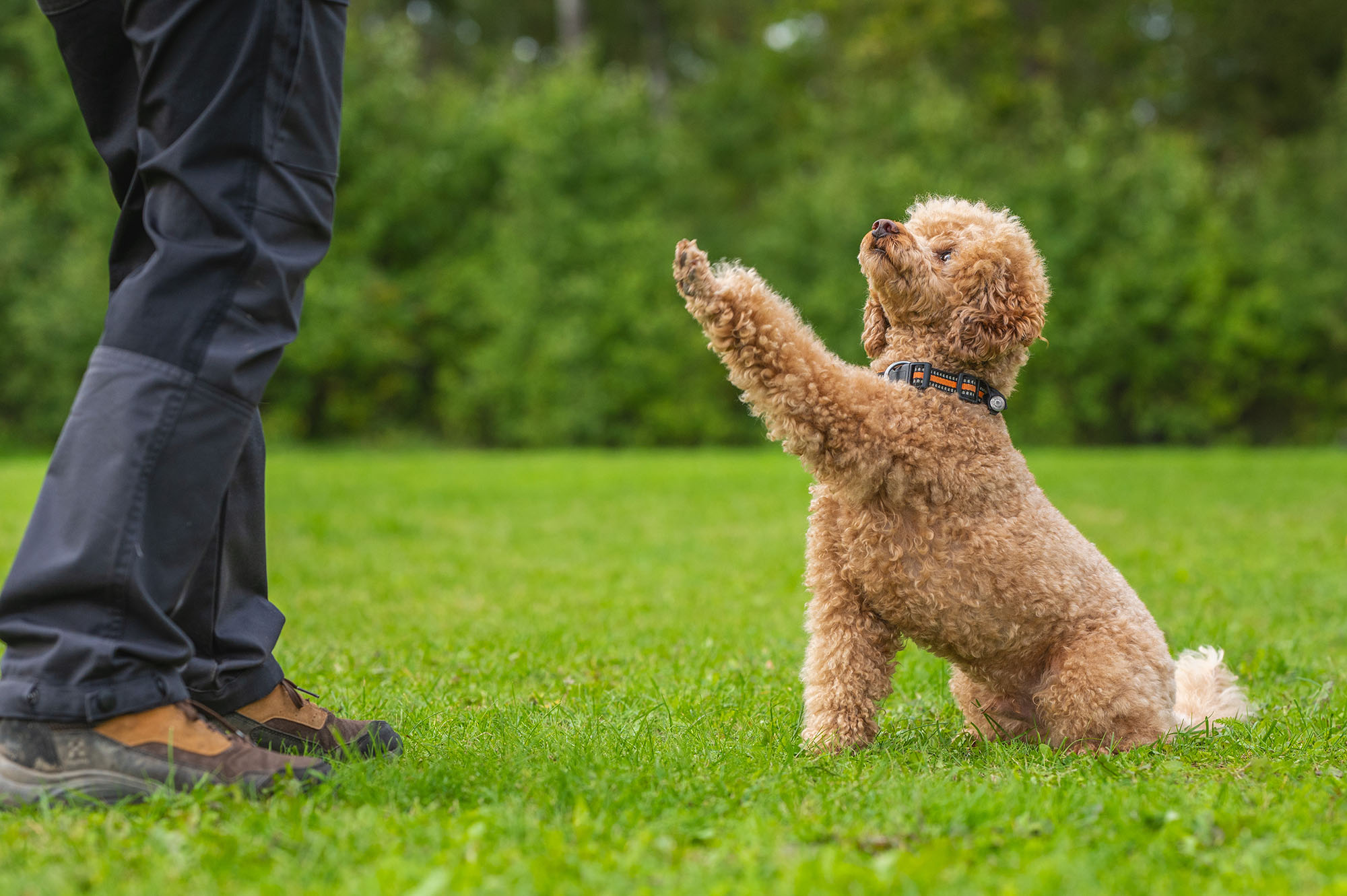 Pudel gör vacker tass