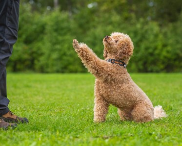 Pudel gör vacker tass