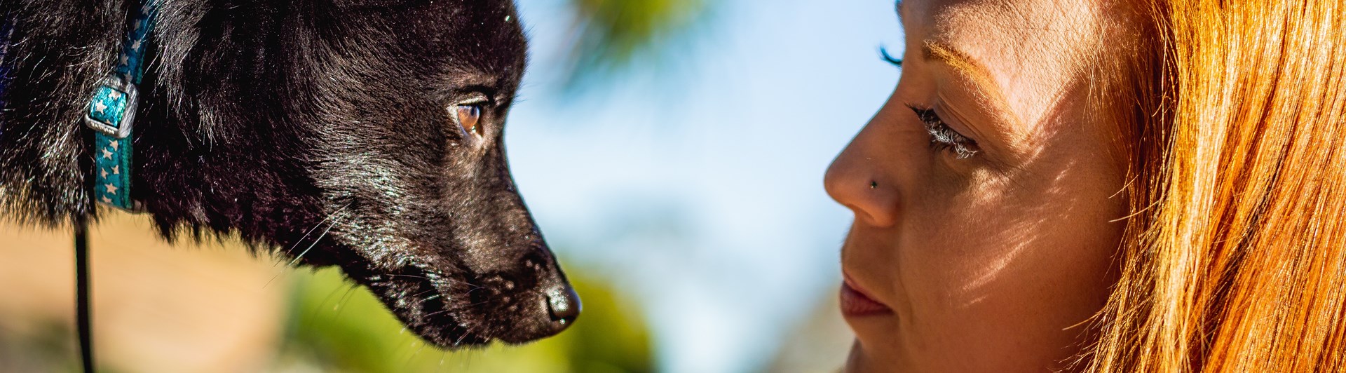 Ansiktsbild på hund och förare i samförstånd med blå himmel som bakgrund