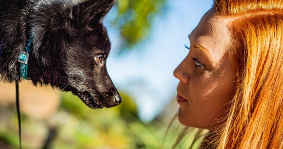 Ansiktsbild på hund och förare i samförstånd med blå himmel som bakgrund