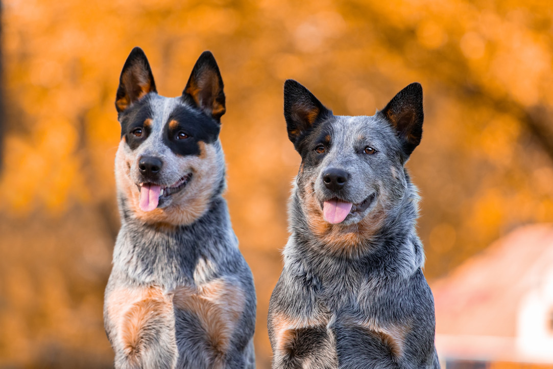 Två australian cattledog sitter med bakgrund av höstlöv