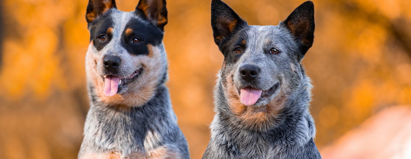 Två australian cattledog sitter med bakgrund av höstlöv