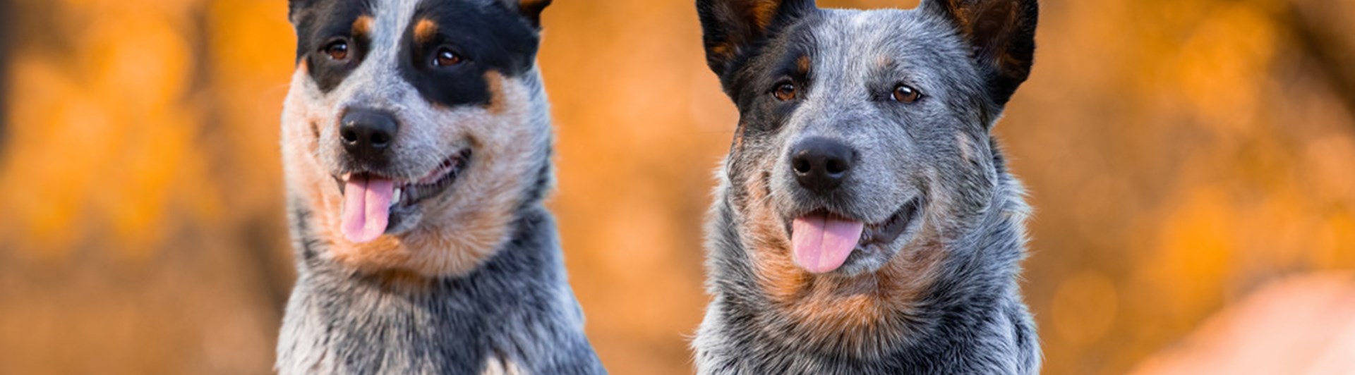 Två australian cattledog sitter med bakgrund av höstlöv