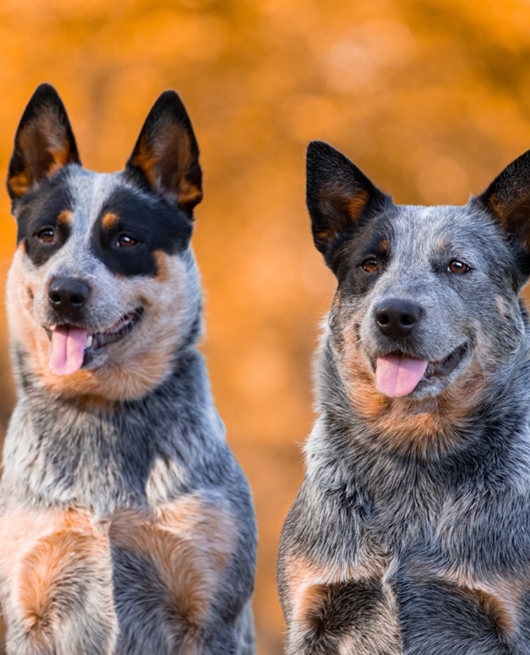 Två australian cattledog sitter med bakgrund av höstlöv