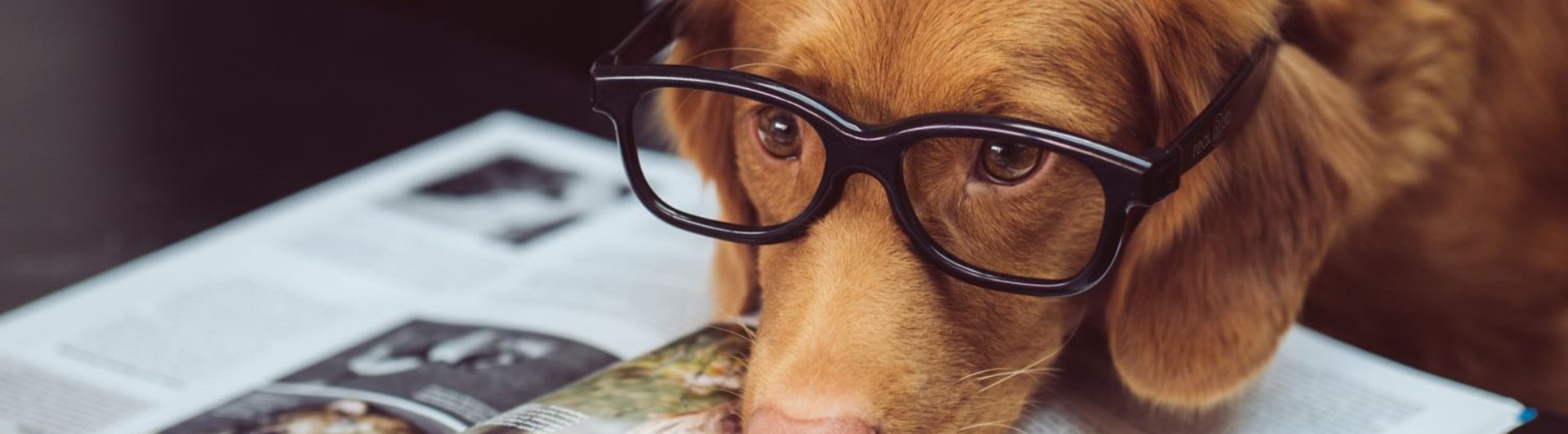 Hund med glasögon