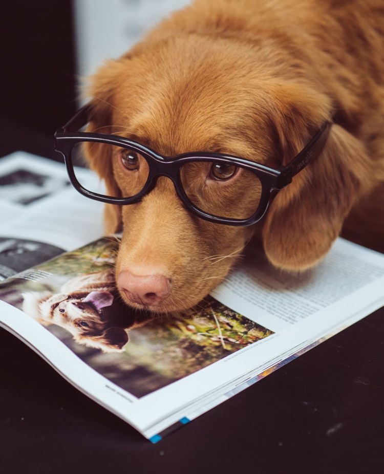 Hund med glasögon