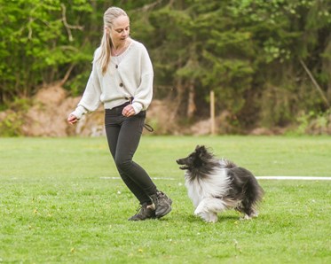 Hund följer sin människa