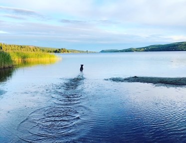 Hund som springer ut i vatten