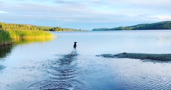 Hund som springer ut i vatten