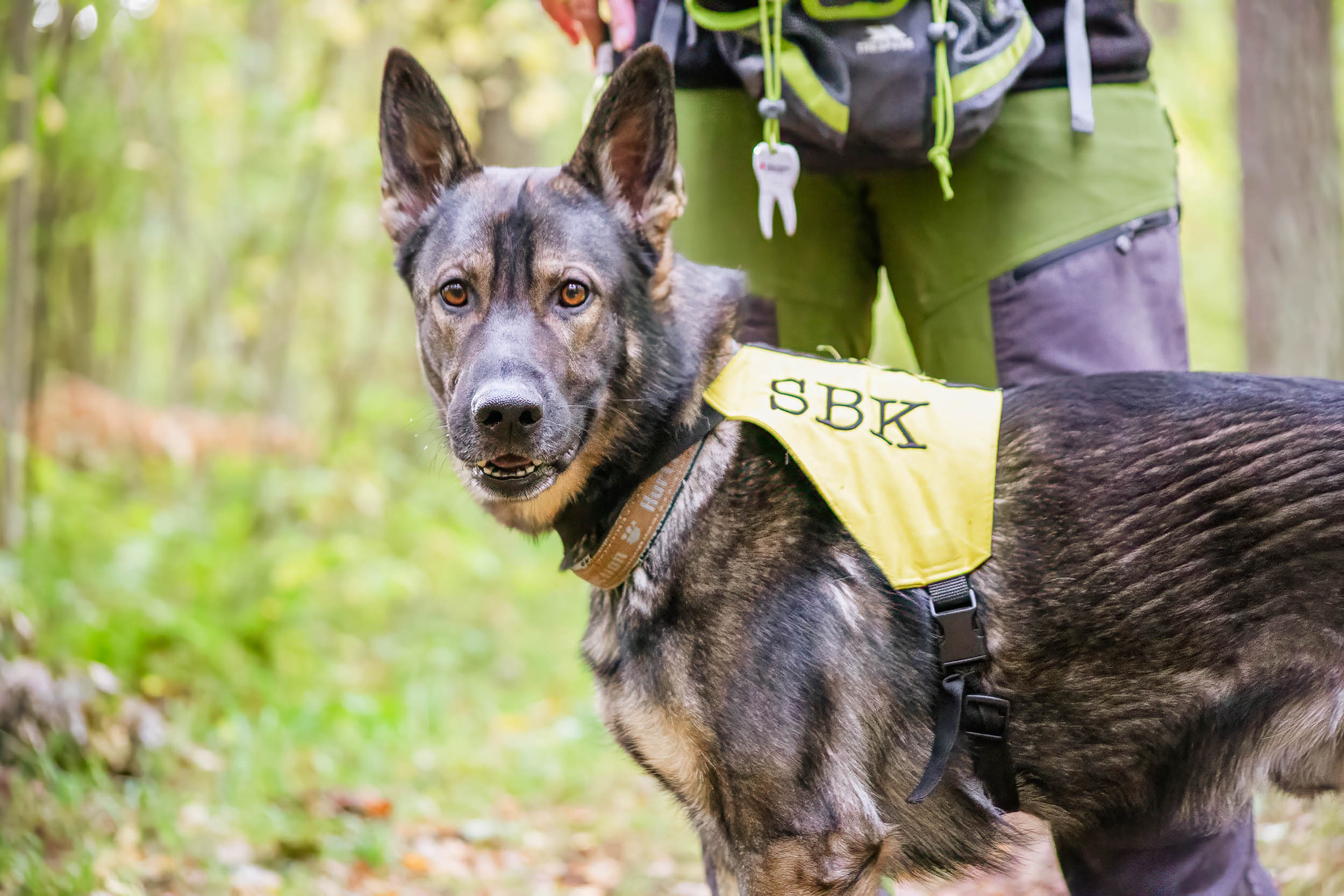 Hund med väst med text SBK på.