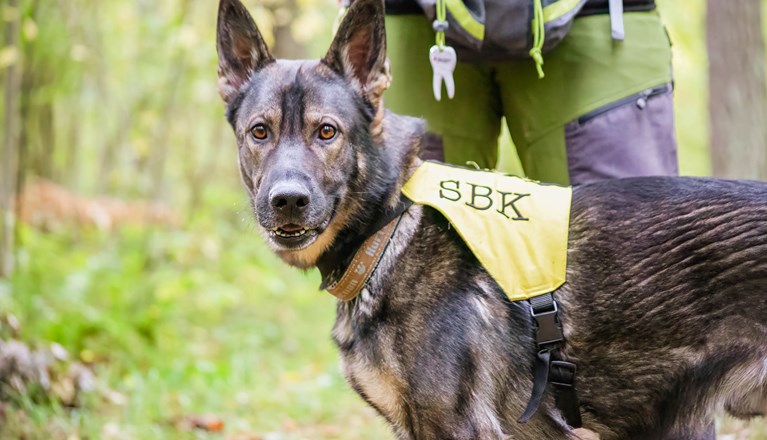 Hund med väst med text SBK på.