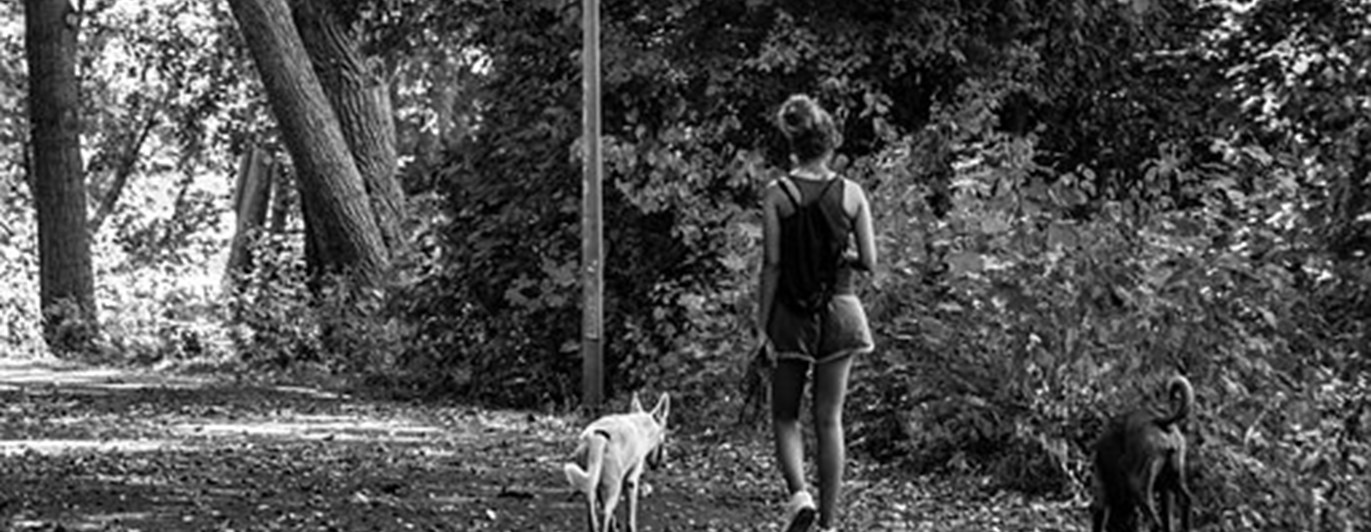 Pixabay Allesvansrätt 3864821_340