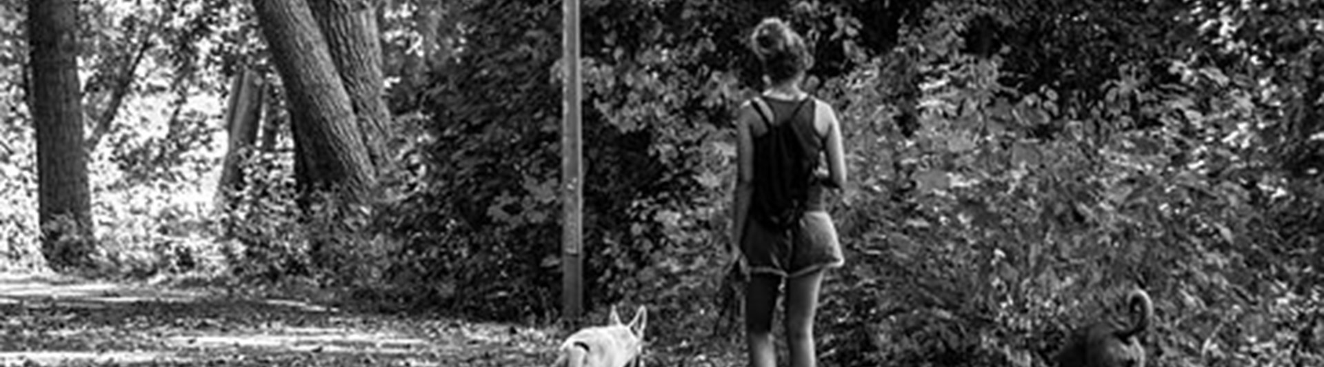 Pixabay Allesvansrätt 3864821_340