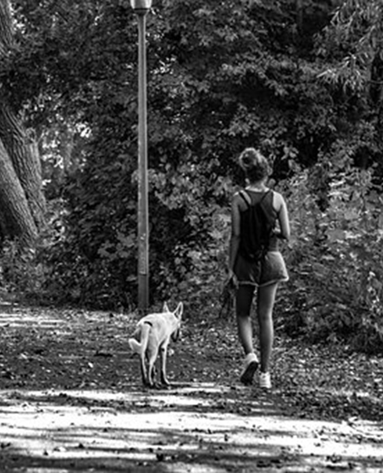 Pixabay Allesvansrätt 3864821_340