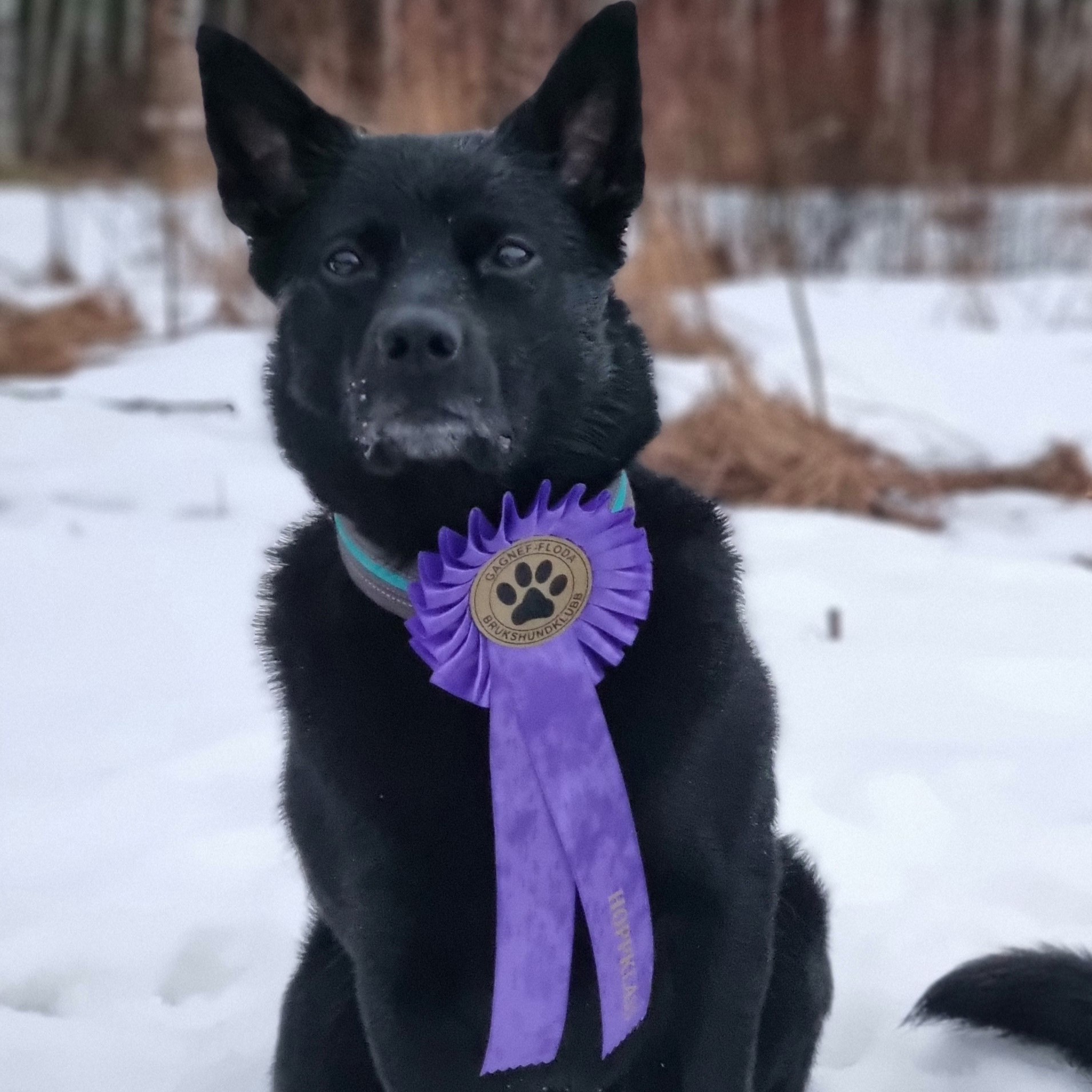 Max - Agility 2024-03-23