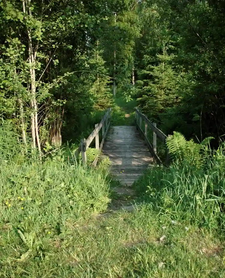 Bild på en stig