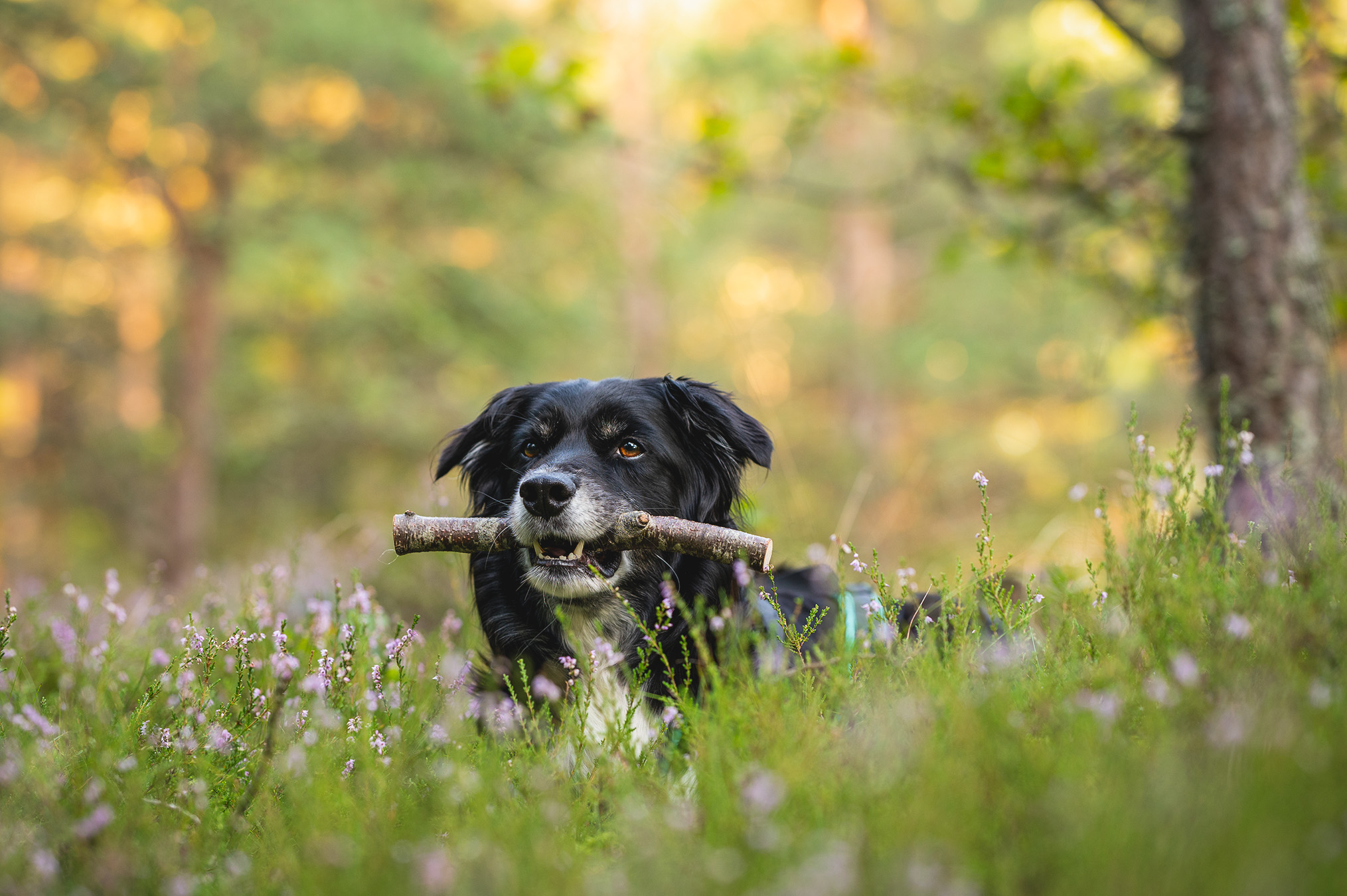 Aussie Linna har hittat en spårpinne. 