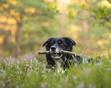 Aussie Linna har hittat en spårpinne.