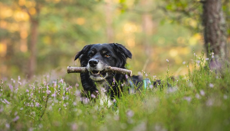 Aussie Linna har hittat en spårpinne.