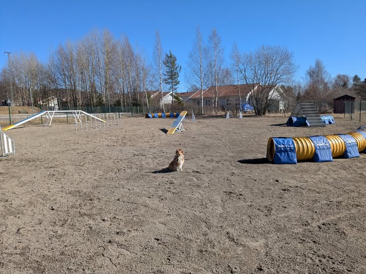 Agilityplanen i Brunflo