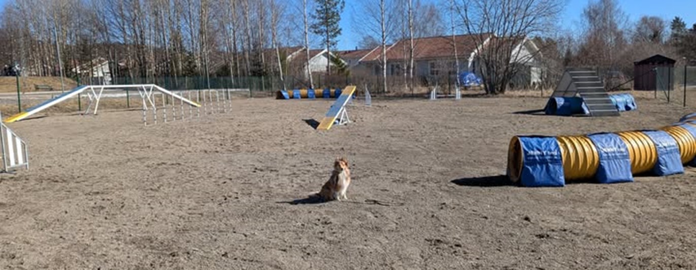 Agilityplanen i Brunflo
