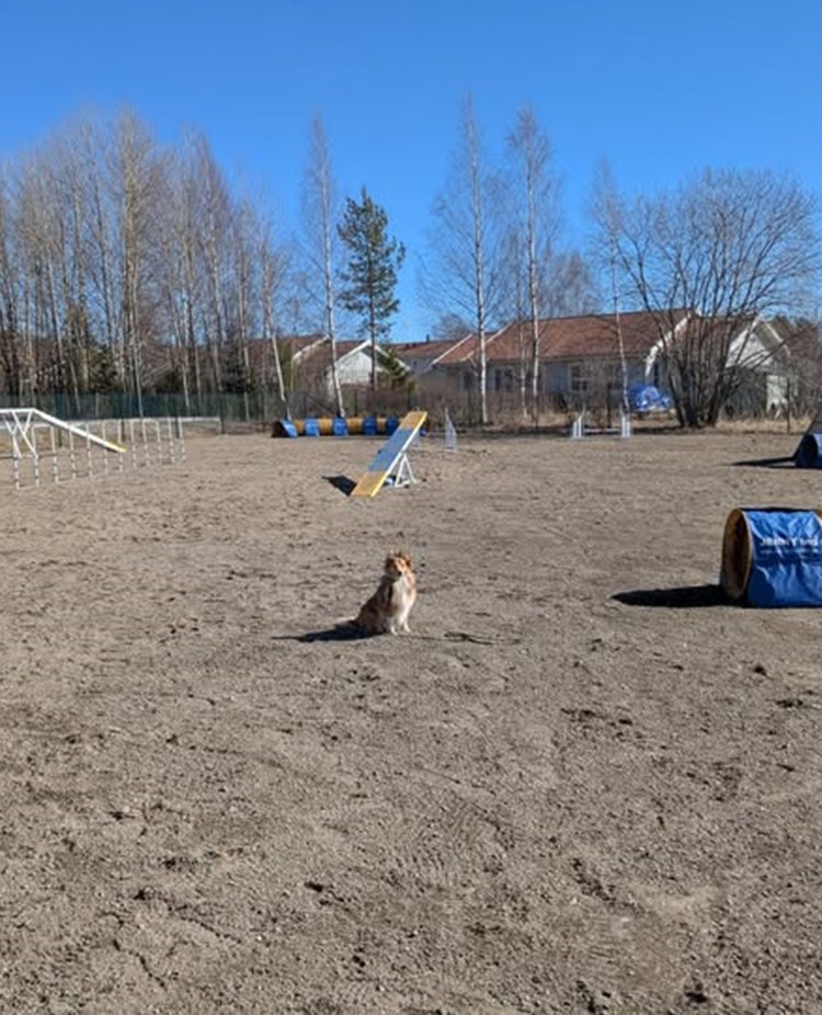 Agilityplanen i Brunflo