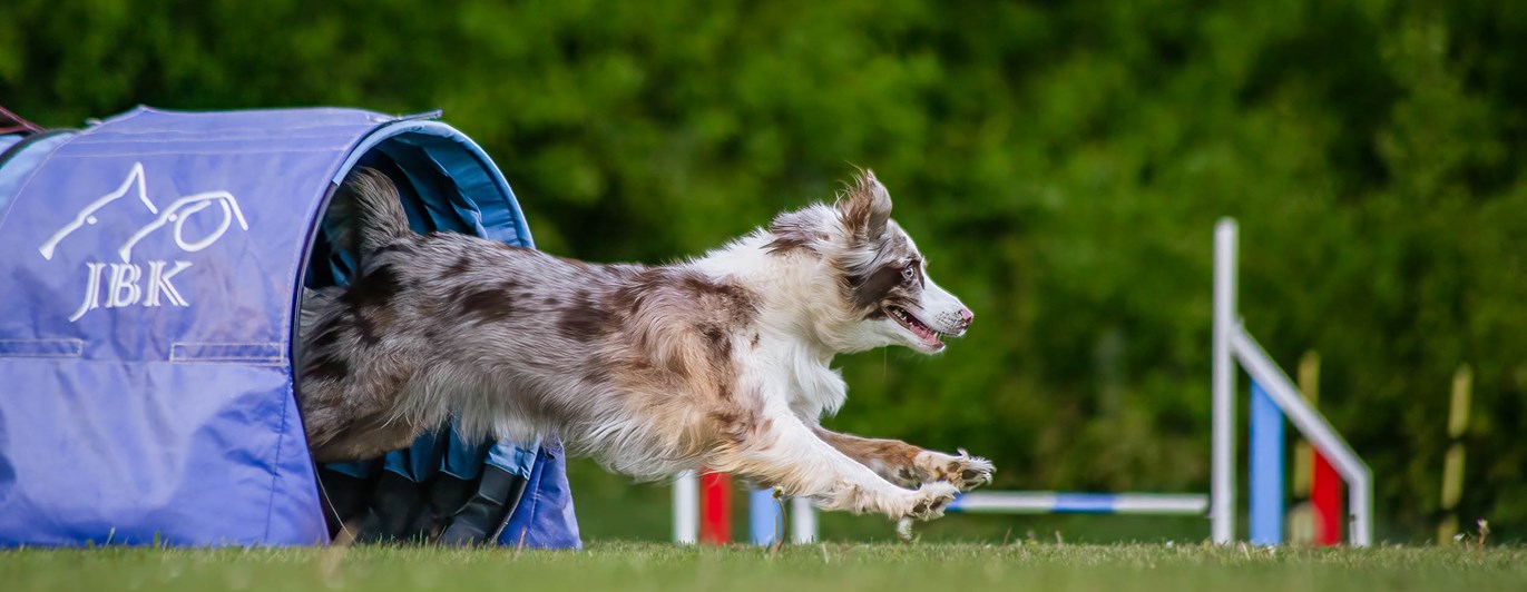 Hund springer ut ur tunnel.