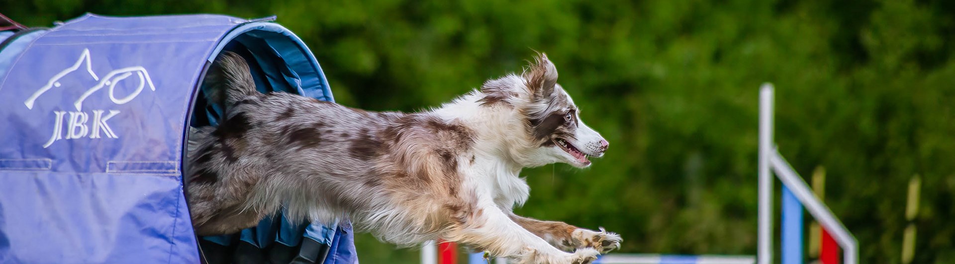 Hund springer ut ur tunnel.