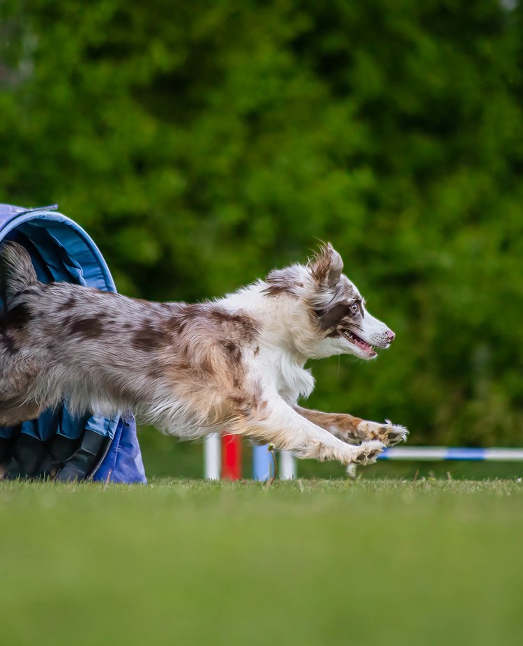 Hund springer ut ur tunnel.