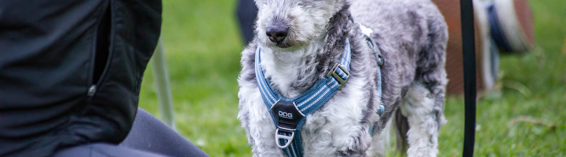 Hund