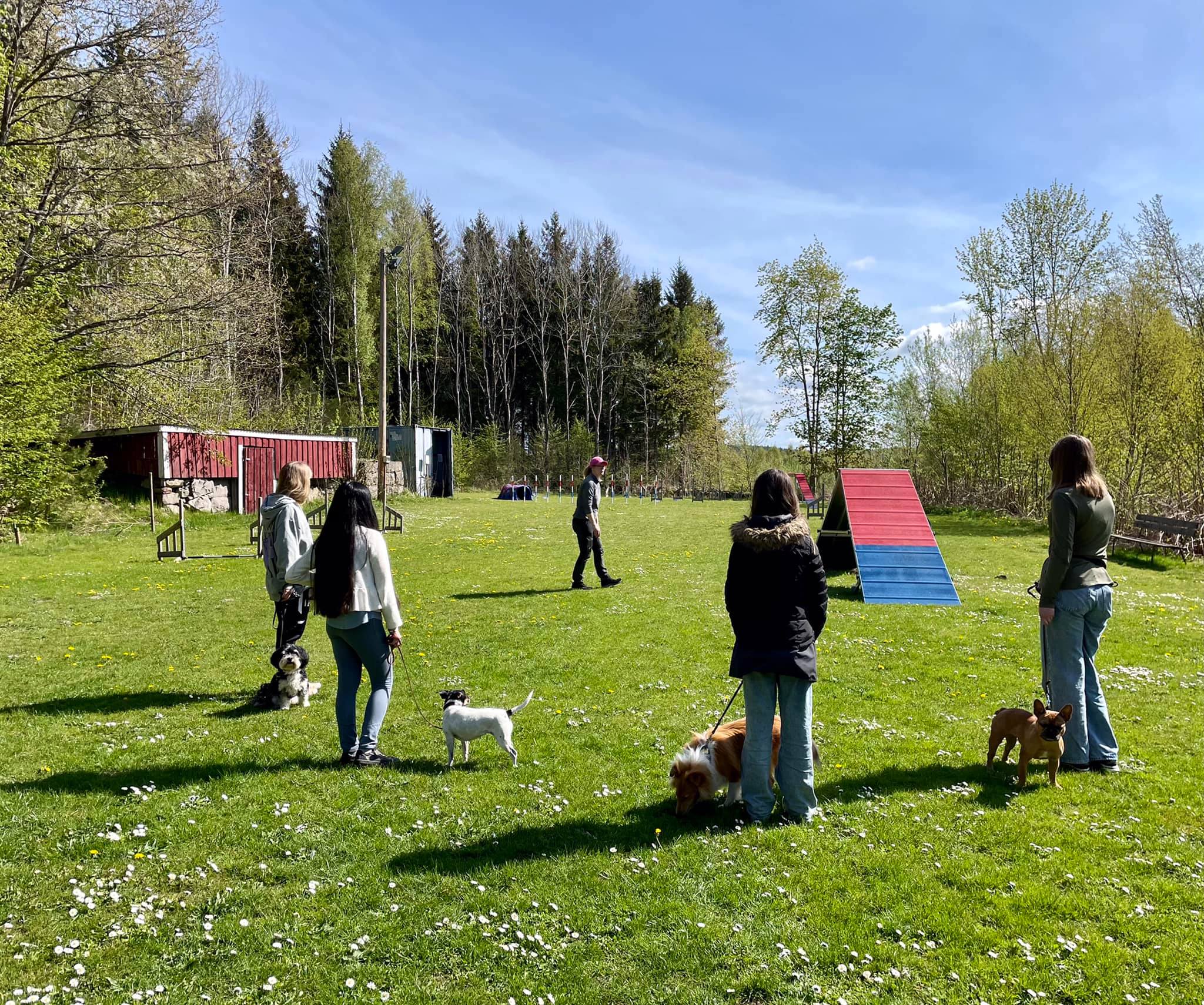 Agility Kurs