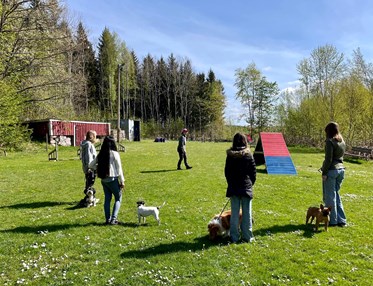 Agility Kurs
