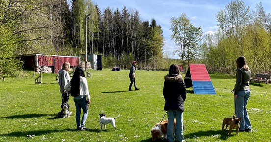 Agility Kurs