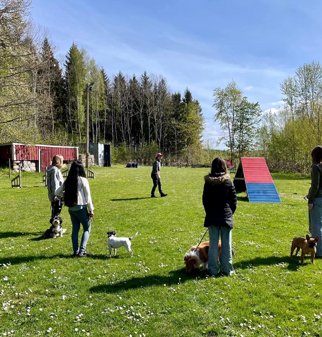 Agility Kurs