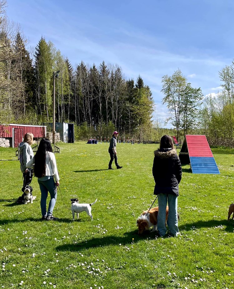 Agility Kurs