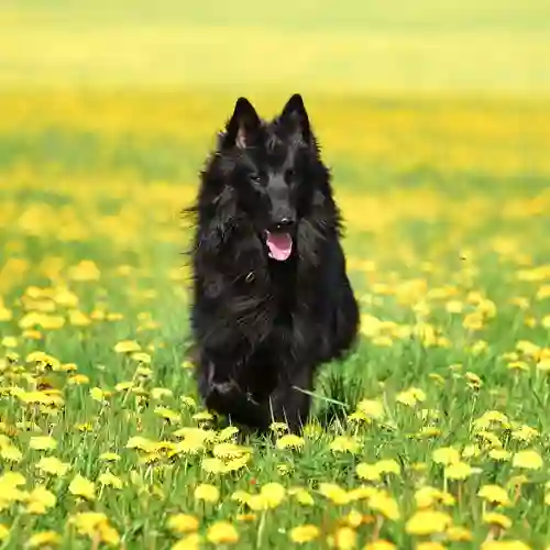 Bild på en belgiskvallhund/Groenendael på blomsteräng med gula blommor.