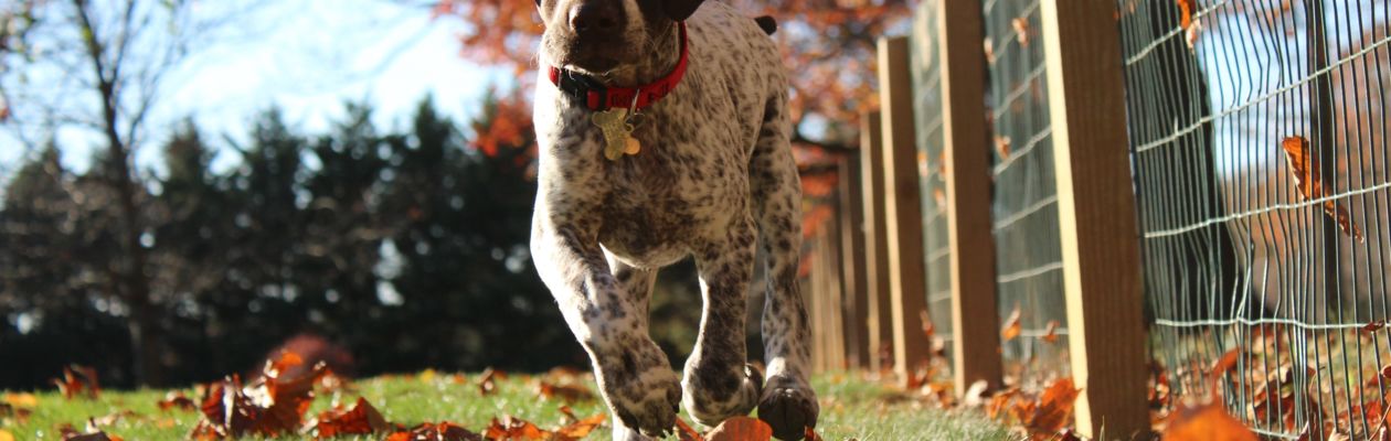 Närbild underifrån på hund av pointertyp