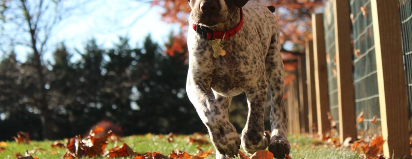 Närbild underifrån på hund av pointertyp