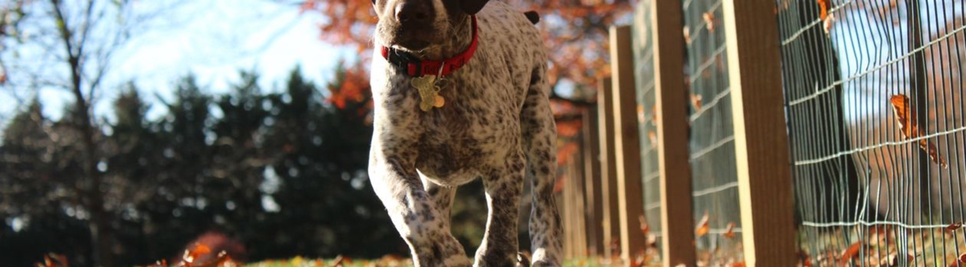 Närbild underifrån på hund av pointertyp