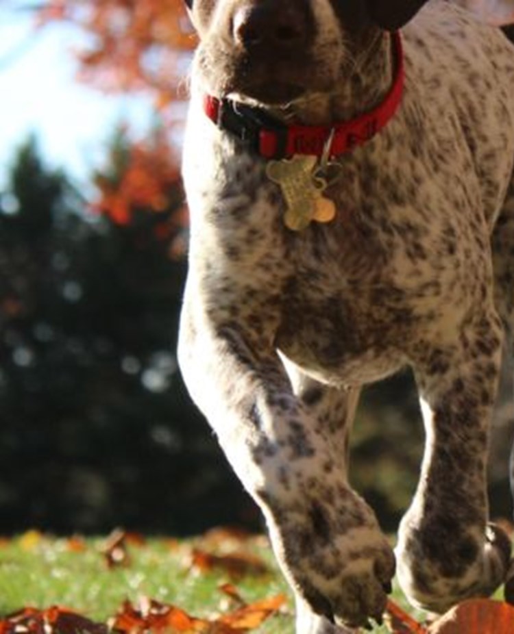 Närbild underifrån på hund av pointertyp