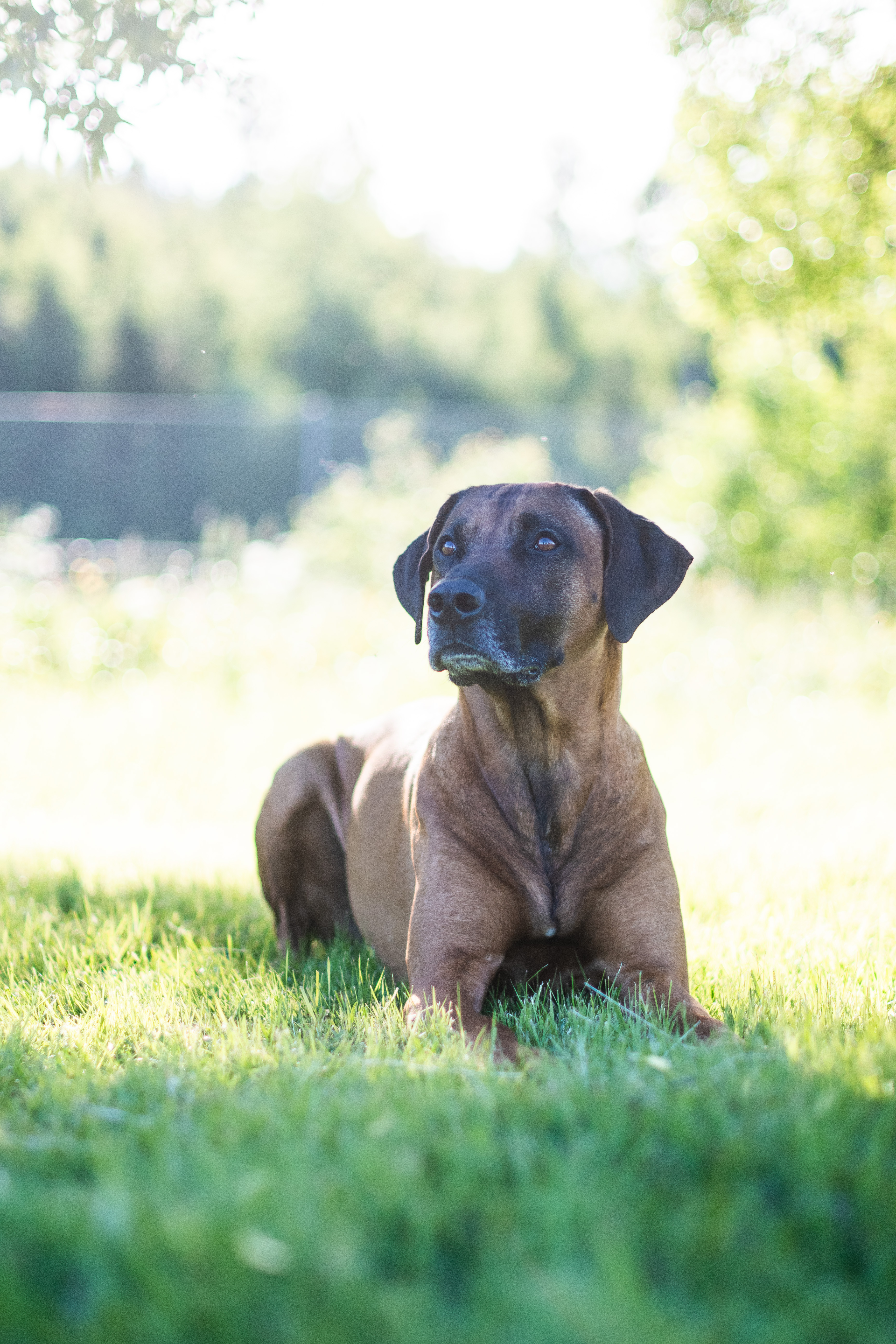 En Rhodesian ridgeback hane ligger i gräset och poserar för kameran.