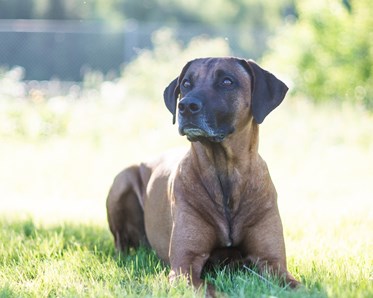 En Rhodesian ridgeback hane ligger i gräset och poserar för kameran.