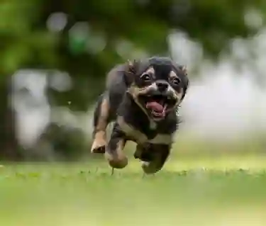 liten hund springer
