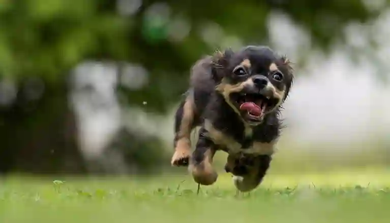 liten hund springer