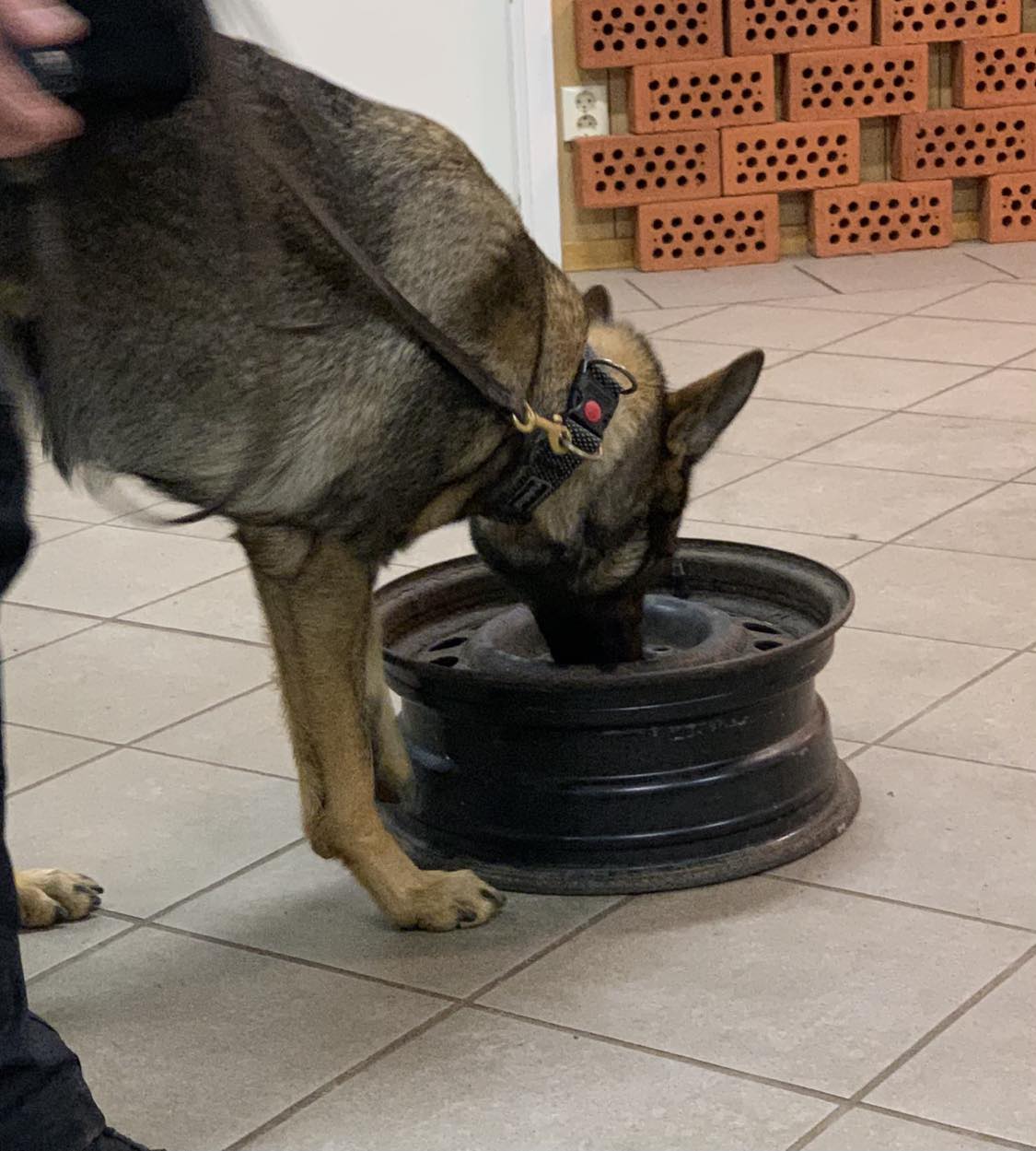 specialsök inlärning