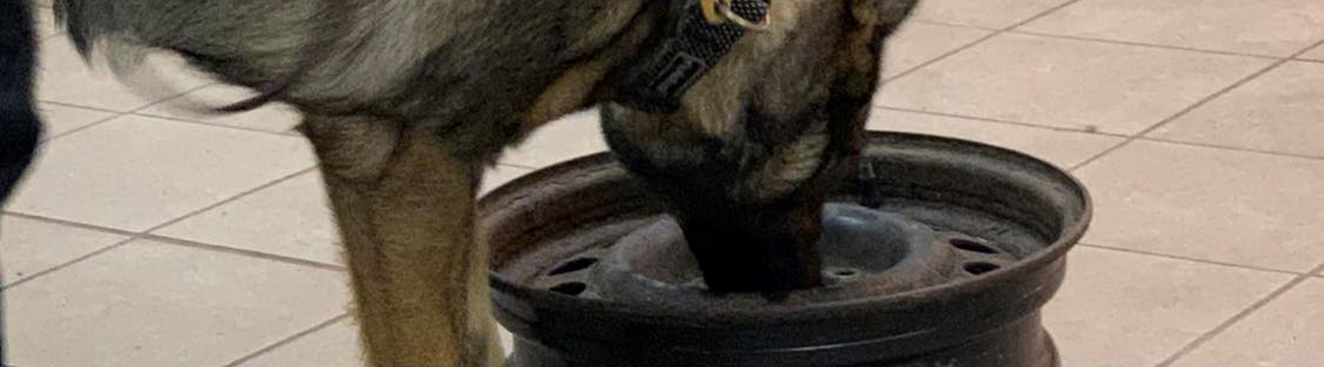 specialsök inlärning