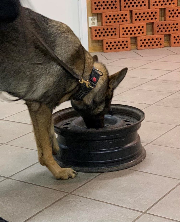 specialsök inlärning