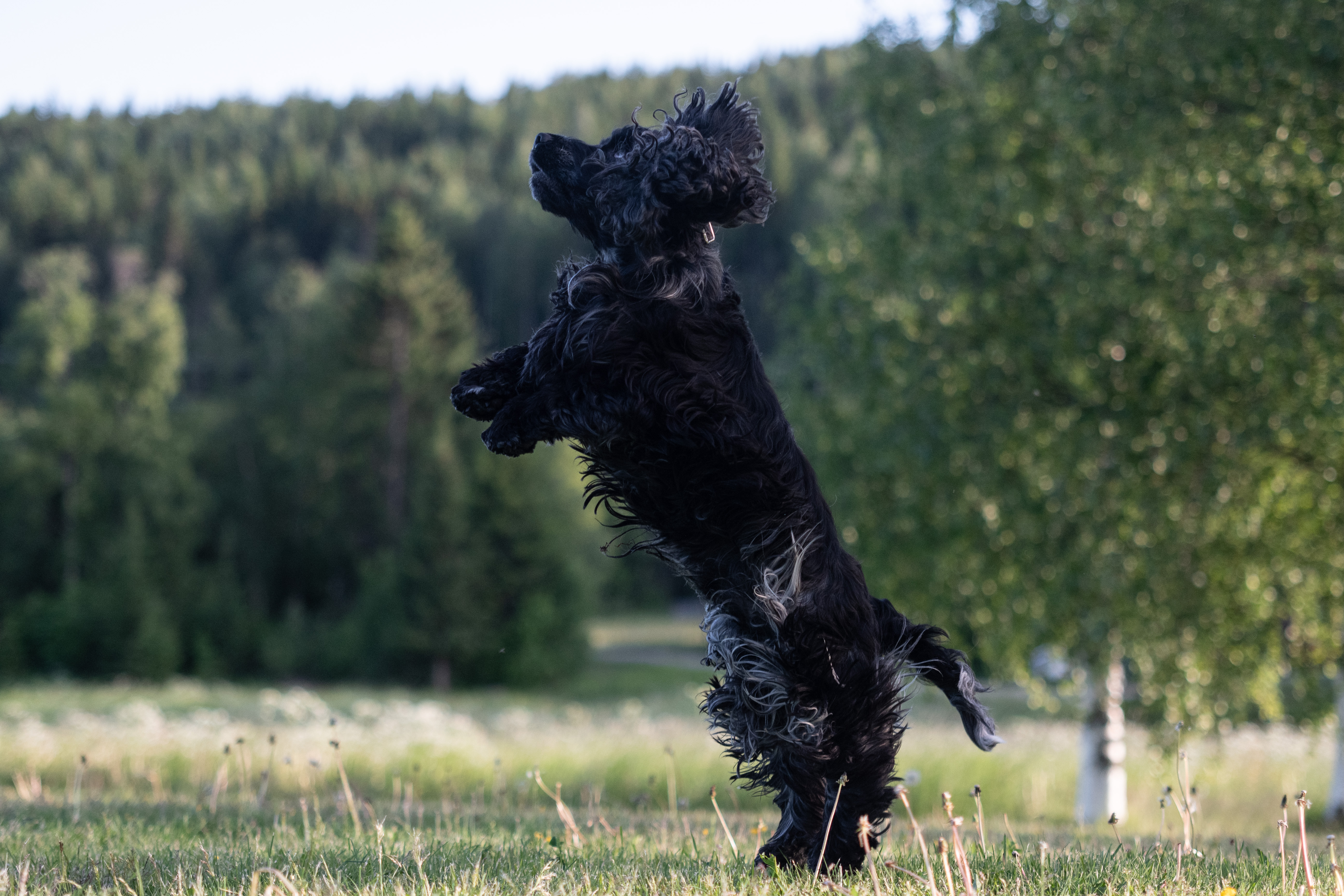 Cocker spanieln Casper fotograferad mitt i ett hopp.